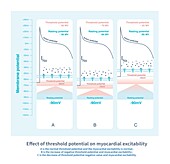 Effect of threshold potential on myocardial excitability