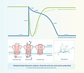 Sodium channel activity and action potential, illustration
