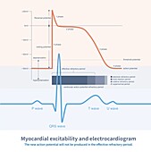 Myocardial excitability and electrocardiogram, illustration