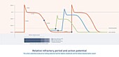 Relative refractory period and action potential, illustration