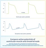 Action potentials of ventricular muscle and sinoatrial node