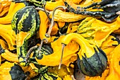 Ornamental gourds (Cucurbita pepo 'Autumn Wings')