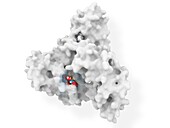 Albumin complexed with JSM-053 inhibitor, molecular model