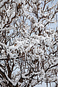 Catalpa tree in winter