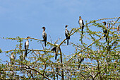 White-necked cormorants