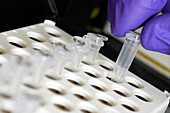 Laboratory technician loading a plastic trail with vials