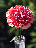 Carnation (Dianthus 'Montoya')