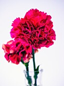 Carnations (Dianthus sp.)