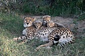 Female cheetah and three cubs