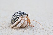 Hermit crab feeding on a beach