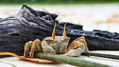 Ghost crab feeding on mangrove shoots