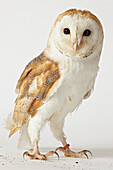 Barn owl