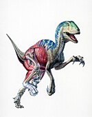 Deinonychus dinosaur, illustration