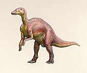 Mandschurosaurus dinosaur, illustration