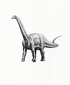 Vulcanodon dinosaur, illustration