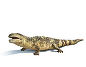 Simosuchus prehistoric crocodile, illustration