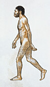 Homo erectus, illustration