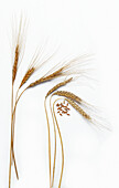 Emmer wheat (Triticum dicoccum)