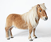 Shetland pony