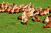 Free range hens
