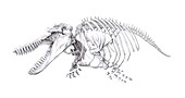 Orca skeleton, illustration
