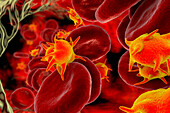 Activated platelets and red blood cells, illustration