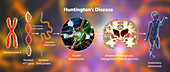 Molecular genesis of Huntington's disease, illustration