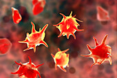 Activated and non-activated platelets, illustration