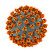 Covid-19 coronavirus particles, illustration