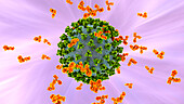 Antibodies responding to Covid-19 coronavirus, illustration