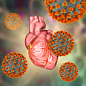 Covid-19 viruses affecting the heart, illustration