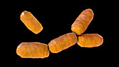 Intestine archaea Methanobrevibacter smithii, illustration