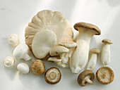 Herb saitling, shiitake, white and brown mushroom, oyster mushroom