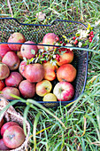 Freshly picked apples in the orchard