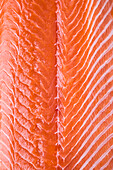 Salmon (full picture)
