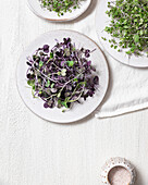 Green and purple microgreens on neutral plates