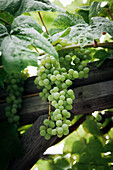 A bunch of green grapes on a grape vine