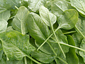 Spinach leaves (full picture)