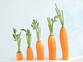 Five carrots, cut at different lengths