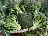 Several heads of broccoli in a basket