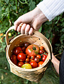 Hand holding basket with freshly harvested tomatoes in the garden