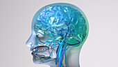 Human brain, conceptual illustration