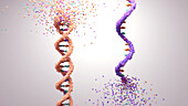 DNA and RNA disintegrating, conceptual illustration