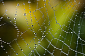 Dew drops on a spider web