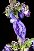 Plectranthus barbatus flowers
