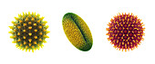 Pollen grains, illustration