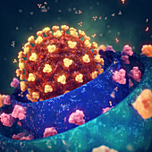 Coronavirus variant strains, conceptual illustration