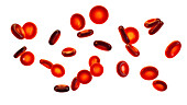 Red blood cells, illustration