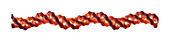 Collagen protein molecule, illustration