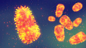 Rabies viruses, illustration